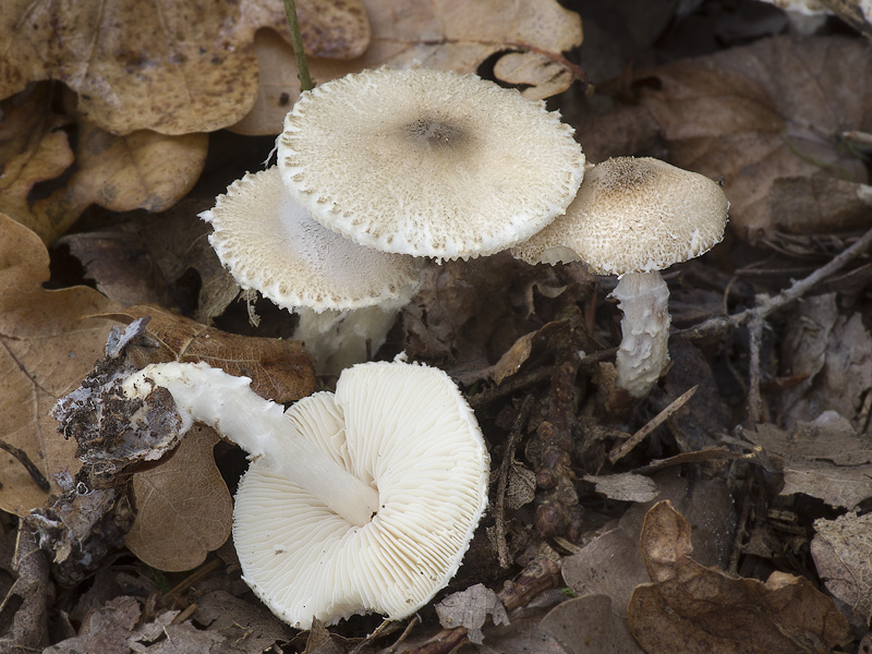 Lepiota echinella